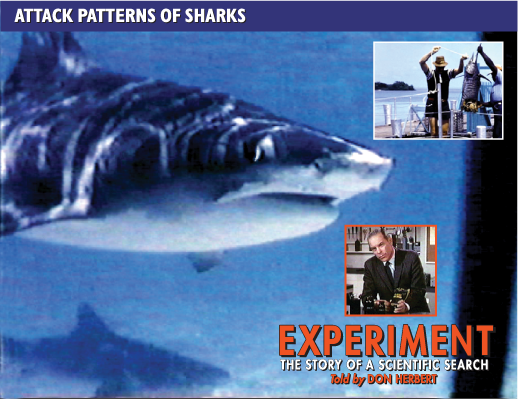 an experiment to learn about a sharks anatomy An experiment to learn about a shark's anatomy pages 1 words 581 view full essay more essays like this: shark s anatomy, a dissection on a shark, trevor johnson. an experiment to learn about a sharks anatomy An experiment to learn about a shark's anatomy pages 1 words 581 view full essay more essays like this: shark s anatomy, a dissection on a shark, trevor johnson.