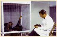 Dr. Mason Studies Chimps